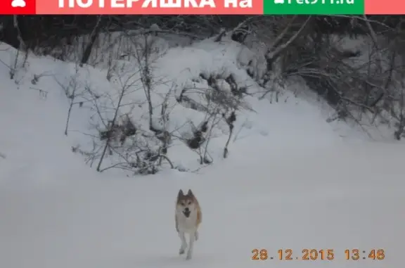 Собаки потеряшки, Кез, фото: Потеряшка рыжая лайка в пос. Кез, Удмуртская Респ.