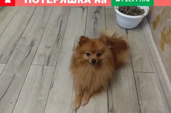 Пропала собака Бакс в районе метро Шипиловская