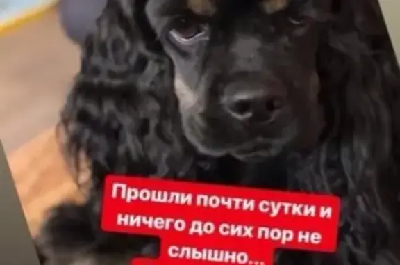 Пропала собака Марго в Екатеринбурге!