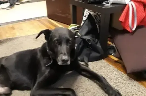 Пропала собака Дэрик в Красносельском районе, просьба о репосте