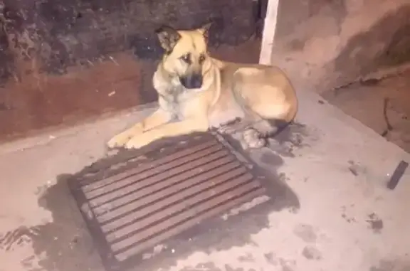 Найдена собака в Ковдоре, возможно потеряшка!