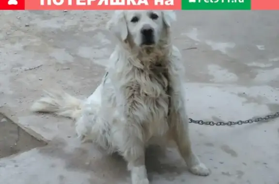 Пропала собака Альбит в Михайлове!
