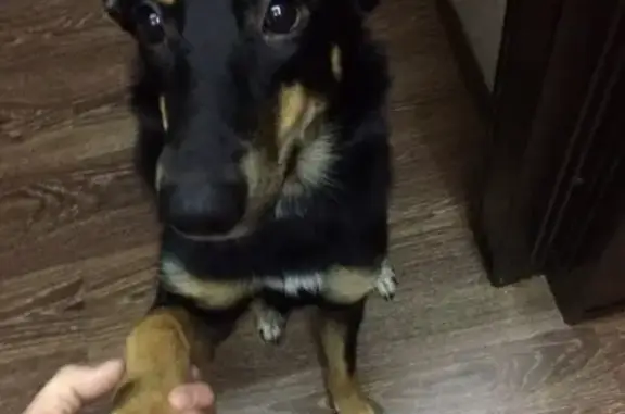 Собаки потеряшки, Калининград, фото: Потеряшка собака Лоя на ул. П. Морозова, Калининград