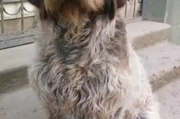 Пропала собака Чак в Абинске, Краснодарский край