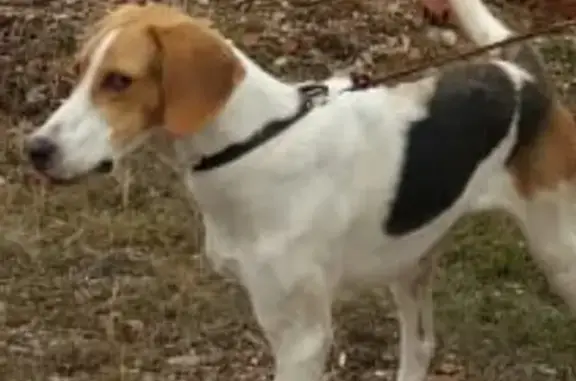 Собаки потеряшки, деревня Заитово, фото: Потеряшка собака Бим в деревне Заитово, Республика Башкортостан