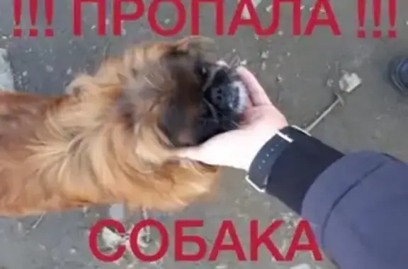 Пропала собака Сэм в районе Комсомольского парка!