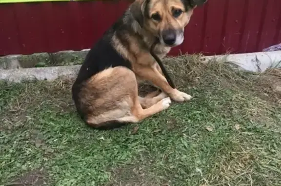 Найдена собака на Рижском 74 в Пскове
