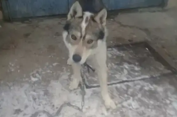 Собака найдена в Серпухове