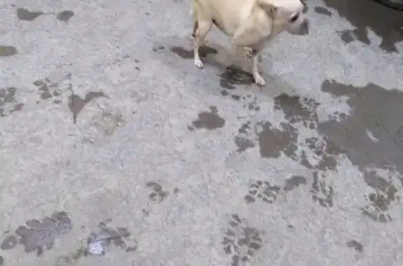 Найден пёсик на ул. Украинской, нужна передержка