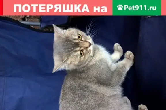 Найдена кошка в Красной Горке