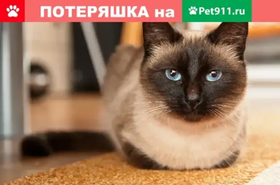 Пропала сиамская кошка в Бердске, возраст 3 года.