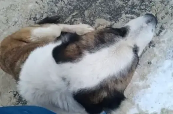 Найдена ласковая собака на Мало-Московской