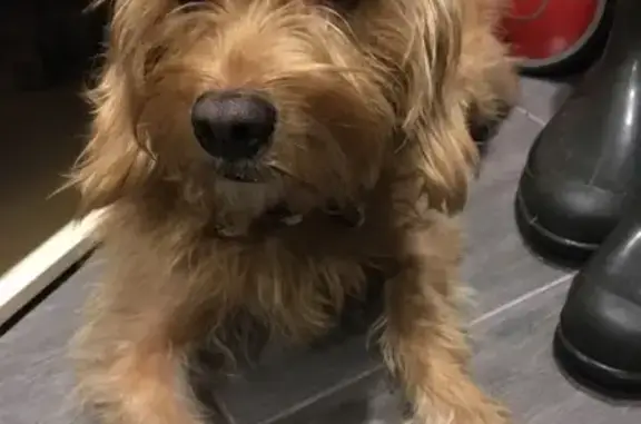 Найден пёс в Янино, ЛО: ищет хозяина!