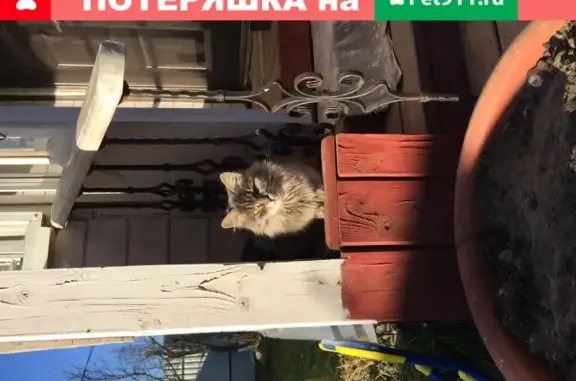 Пропала сибирская кошка в Софрино, Московская область