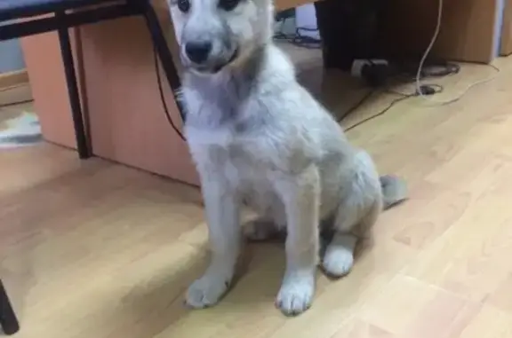 Найдена потеряшка собака в Сергиевом Посаде!