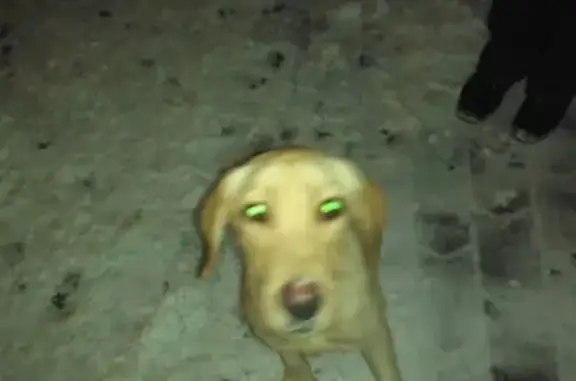 Собака найдена у драм театра в Дзержинске, Нижегородская область