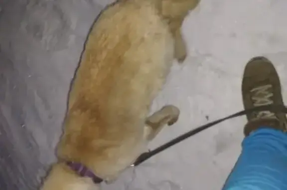 Найден щенок с фиолетовым ошейником в Чите