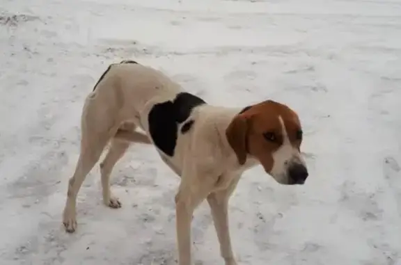 Найдена собака в Самаре, район Алакаевки