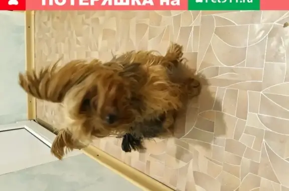 Найдена напуганная собака в Западном микрорайоне Ростова