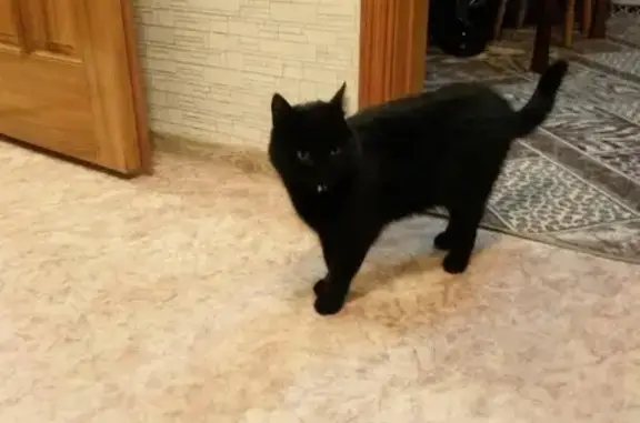 Найдена черная кошка на улице Металлистов 20 в Брянске