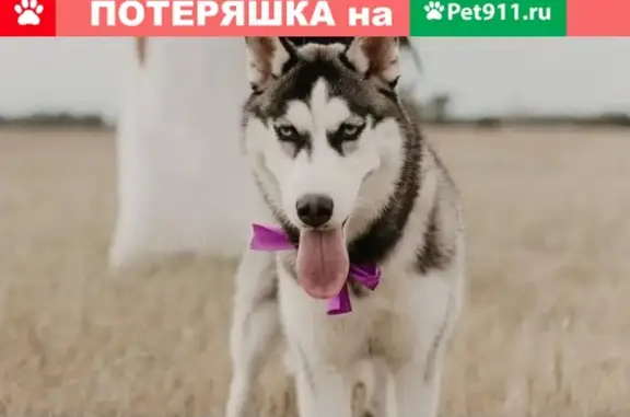 Пропала собака хаски возле скотского рынка, Невинномысск, Россия