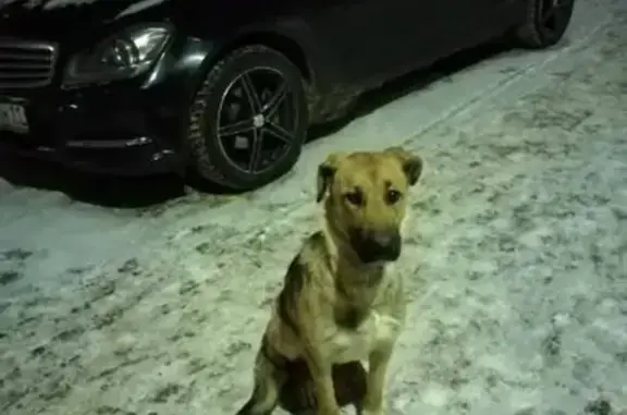 Найдена собака: Ленина 77, подъезд 3, Ухта.