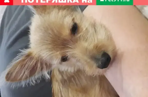 Стриженая собачка найдена в Ржеве, Тверская область