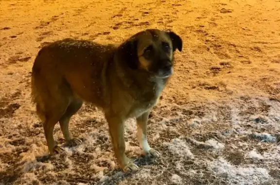 Найдена рыжая дворовая собака в Москве, ВАО, Метрогородок