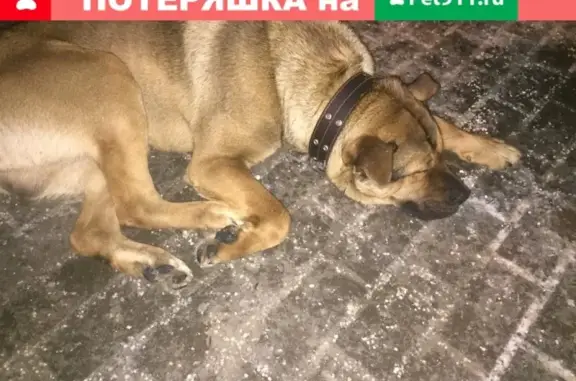 Найдена грустная собака на остановке в Новофёдоровском