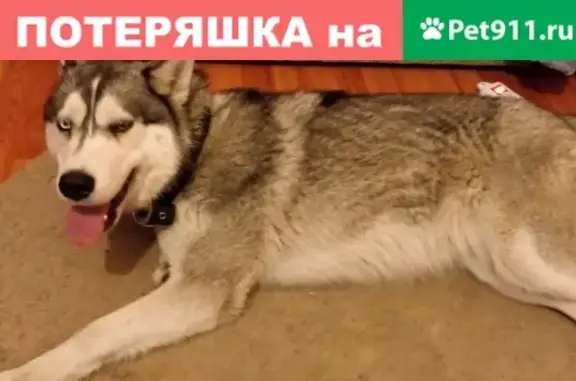 Пропала собака, найдена на Крутом, Орехово-Зуево
