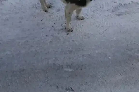 Найдена собака в районе СибНИИСХоз, без ошейника
