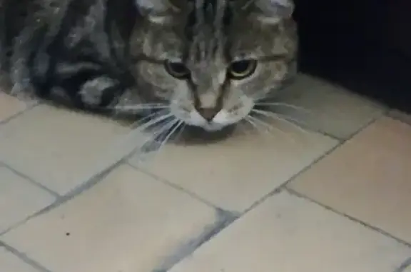 Найдена кошка в Магнитогорске, возможно потеряшка