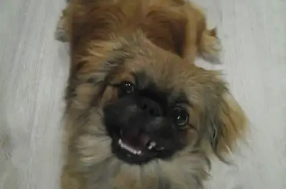 Пропал щенок Рики в Ишимбае, Республика Башкортостан