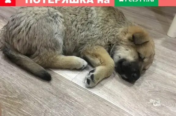 Найден щенок на ул. Мамина-Сибиряка