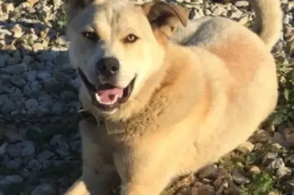 Пропал палевый пёс Барсик в ЖК «Мичуринский», возможно в районе г/м «Лента»