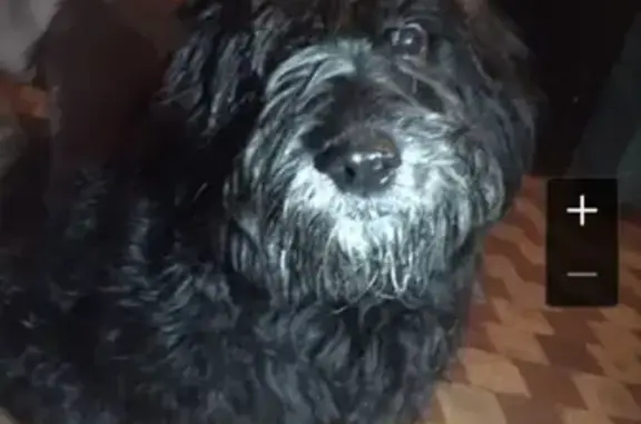 Найдена чёрная собака в Калтане