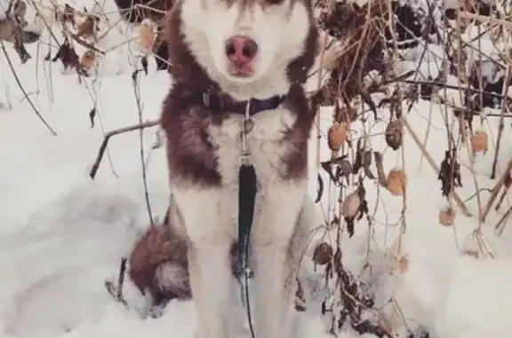 Пропала собака Хаски по адресу Запсиб, Новокузнецк.