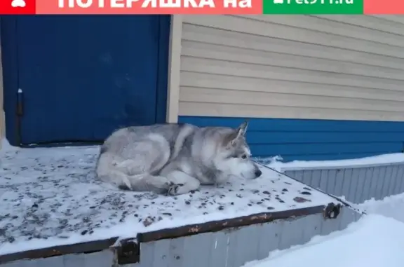 Найдена породистая собака без левого глаза в Лесосибирске