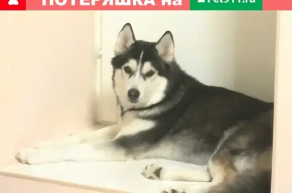 Пропала собака породы хаски в Новоуральске