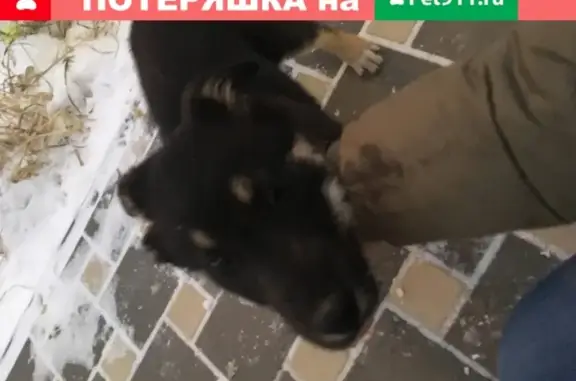 Найдена собака в Волжском с красным ошейником