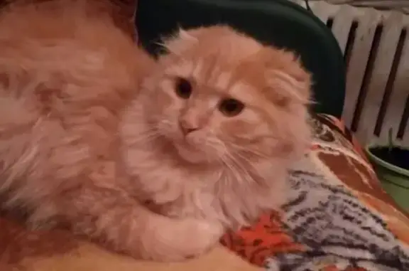 Пропала кошка в Унече, Брянская область
