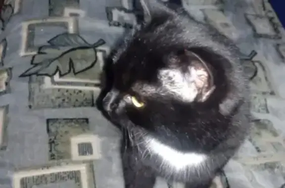 Пропала чёрная кошка в Рязани, вознаграждение.