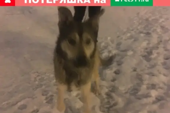 Найдена собака в Московском районе СПб