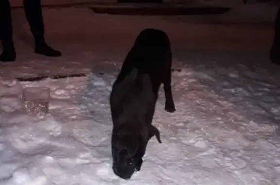 Найден голодный щенок в Рязани, нужна передержка
