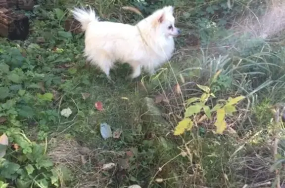 Пропала собака в районе Первомайский, Тверь