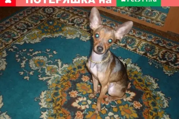 Пропала собака в Вагонке, ул. Бобкова