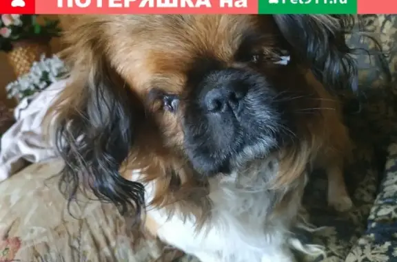 Пропала собака Бим, порода пикенес, район Рождественки