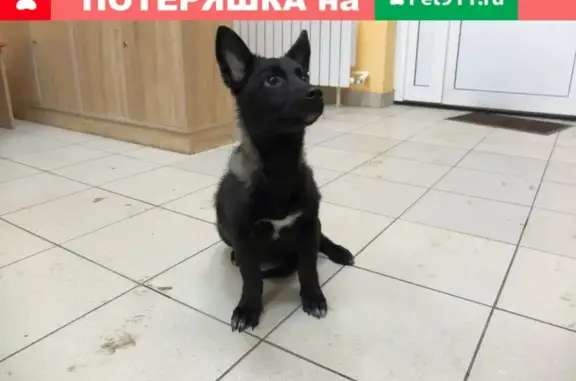 Найден щенок-девочка с адресом в Ульяновске!