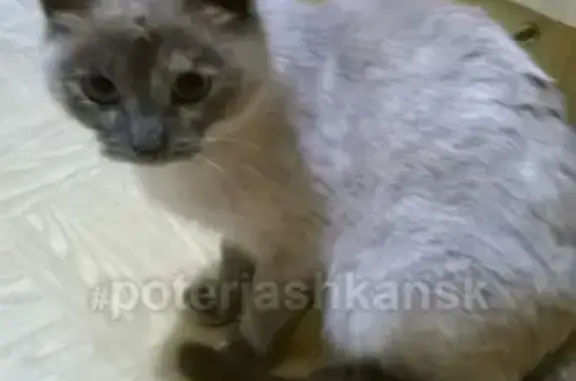 Найдена кошка сиамского окраса в Новосибирске