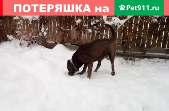 Найдена собака в деревне Селятино, Московская область